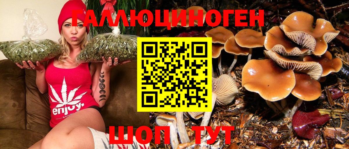Псилоцибиновые грибы Psilocybe Шахты